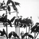 TheBirdsRavens-733888