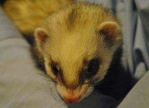 spay2_web