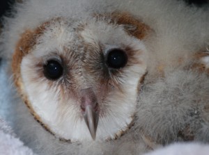 baby barn owl