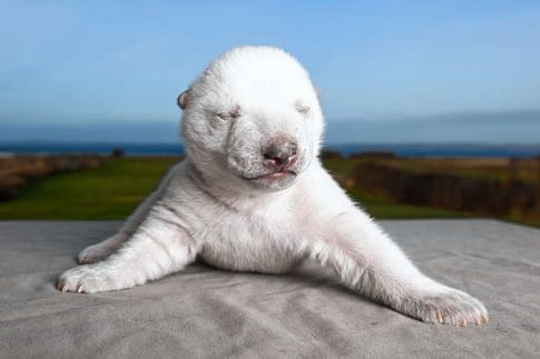 polarbear