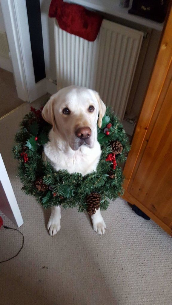 Mac the labrador wearing a Christmas wreath