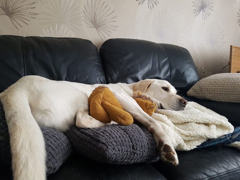A labrador dog lying down with a stuffed hedgehog toy in his arms