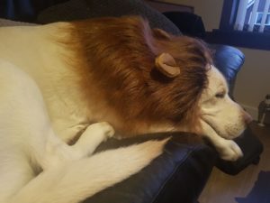 A labrador wearing a lion's mane costume flops on a couch